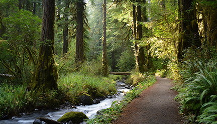 Hoh River Trail